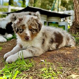Girl #1 - Red merle Australian Shepherd puppy in Ramona, California from Blue Moon Aussies