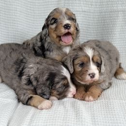 Bernedoodle Puppies from Blessings Pups Doodles