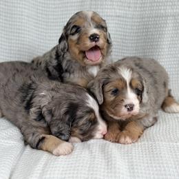 Bernedoodle Puppies from Blessings Pups Doodles