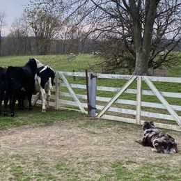 Hazel - Australian Shepherd