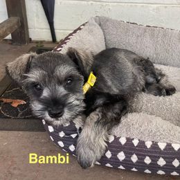 Miniature Schnauzer Puppies from Amanda Tragash