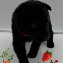 Mr. Red - Black male German Shepherd puppy in Granite City, Illinois from Devon Rugerio's German Shepherds