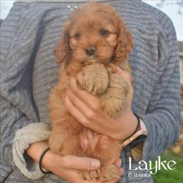 Layke - Red male Cockapoo puppy in Myerstown, Pennsylvania from The Cocker Cingdom