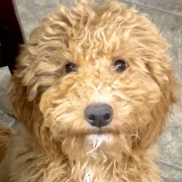 Maizee - Goldendoodle