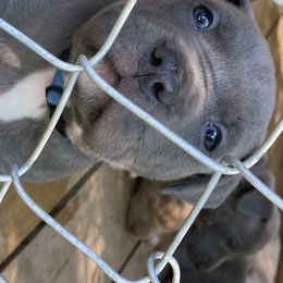 American Bully Puppies from South Georgia Pitbull & Bully Kennel