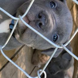 American Bully Puppies from South Georgia Pitbull & Bully Kennel