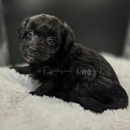 Victoria - Black female Yorkipoo puppy in Coolidge, Arizona from Effervescent-Pooches