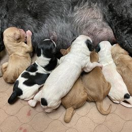 Goldendoodle Puppies from Goldendoodles on the Hill