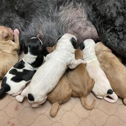 Goldendoodle Puppies from Goldendoodles on the Hill