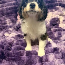 Penelope - Black tri female Miniature American Shepherd puppy in Connecticut from Novus Kennels
