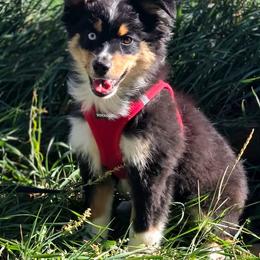 Janis - Black tri female Miniature American Shepherd puppy in Ellensburg, Washington from Wiggle Rump Ranch