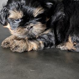 Gigi - Black and tan female Shih Tzu puppy in Port Huron, Michigan from Shih Tzu Cottage