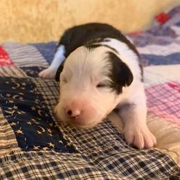 September - Black and white female Border Collie puppy in Lebanon, Oregon from Cahill’s Canines