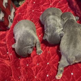 Girl 2 - Blue female French Bulldog puppy in Gerber, California from In The Zone Dog Training and Breeding