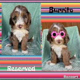 Burrito - Chocolate merle female Bernedoodle puppy in Godwin, North Carolina from Farm Sweet Farm Doodles