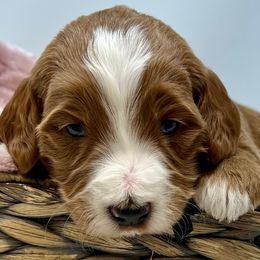 Black Female - Apricot female Goldendoodle puppy in Great Falls, Montana from Montana Goldendoodles