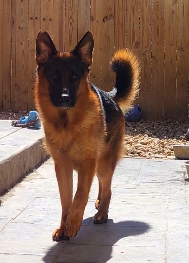 Fasap Jr - Black and red German Shepherd puppy in Clifton, Virginia from Von Haus Wisen Baker German Shepherds