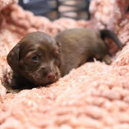 Oslo - Red male Dachshund puppy in Eaton, Ohio from Miniature Alphas Dachshunds