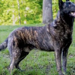 Belgian Malinois, Dutch Shepherds, and German Shepherds from Stay Wild K9