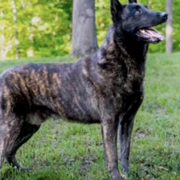 Belgian Malinois, Dutch Shepherds, and German Shepherds from Stay Wild K9