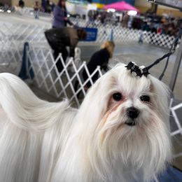 Wilma - Maltese