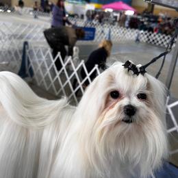 Wilma - Maltese