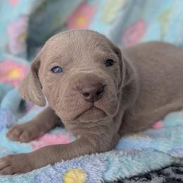 Silver girl 3 - Silver gray female Weimaraner puppy in Rancho Cucamonga, California from Freehart's Weimaraners