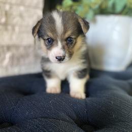 Pembroke Welsh Corgi Puppies from Lucky Pups Corgis