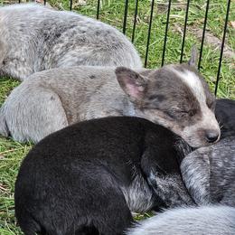 Australian Cattle Dog Puppies from Blue Steel Cattle dogs