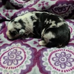 Siva - Blue merle female Miniature Australian Shepherd puppy in Leonard, Texas from Tin Roof Aussies