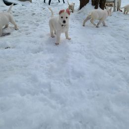 German Shepherd Puppies from Arctic Argonauts