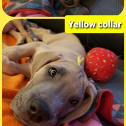 Great Dane Puppies from In The Ruff Great Danes