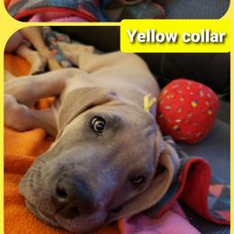 Great Dane Puppies from In The Ruff Great Danes