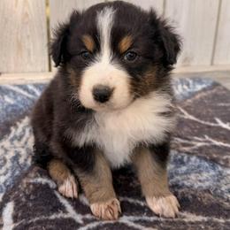 Rider - Black tri-color female Australian Shepherd puppy in Vernal, Utah from Dancing M Australian Shepherds