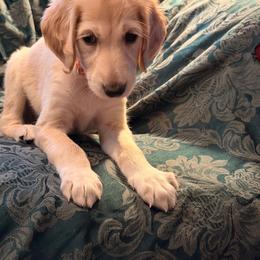 Orange Boy - Kumar - Cream male Saluki puppy in Los Angeles, California from Srinagar Salukis