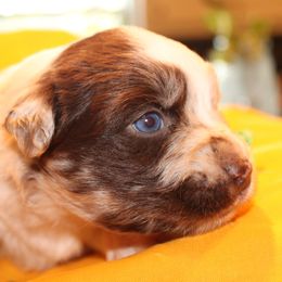 Eagle - Red merle male Australian Shepherd puppy in Plantersville, Texas from Jak Se Auss