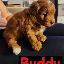 Goldendoodle, Poodle, and Sheepadoodle Puppies from Rising Star Kennels