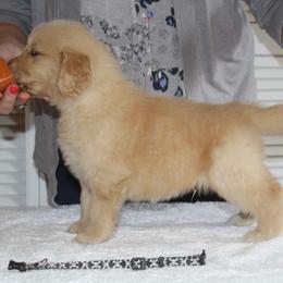 Black - Golden male Golden Retriever puppy in Verona, Wisconsin from Sugar River Goldens