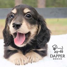 Boy 2 - male Dachshund puppy in Zephyrhills, Florida from Dapper Doxies