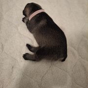 Girl 2 - female Standard Schnauzer puppy in Mesquite, Texas from Ausgelassen Standard Schnauzers