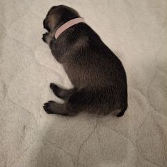 Girl 2 - female Standard Schnauzer puppy in Mesquite, Texas from Ausgelassen Standard Schnauzers