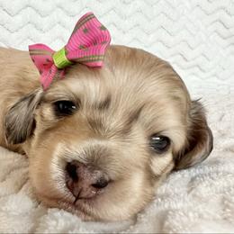 Rose - Dapple female Dachshund puppy in Woodburn, Oregon from Primo Dachshunds