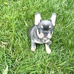 French Bulldog Puppies from Prestige French Bulldogs