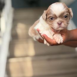 X'Don - Lilac male Shih Tzu puppy in Union City, Georgia from Chinx Puppy Songs