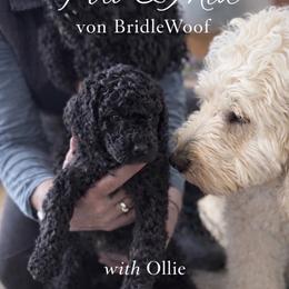 Ollie von Bridlewoof - Black male Goldendoodle puppy in Great Barrington, Massachusetts from BridleWoof