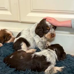 Sundae (pink collar - Wren) - Tri-Roan female English Springer Spaniel puppy in Statesville, North Carolina from Rockin’ Slow Farms
