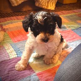 Clover - Black and white male Schnoodle puppy in Colorado Springs, Colorado from Spice Mountain Puppies