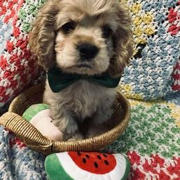 Green Collar Boy - Cocker Spaniel puppy from Samuel's Cocker Spaniels