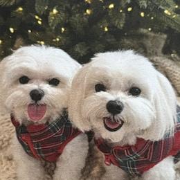 Maltese puppies from Pequest Pekingese & Merri Maltese