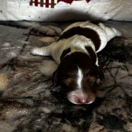 Hopper - Piebald male Dachshund puppy in Dorchester, Texas from Texas Mini Dachs